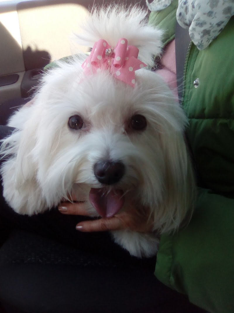 Il Pelucchio Toelette per cani e gatti - Foto 4