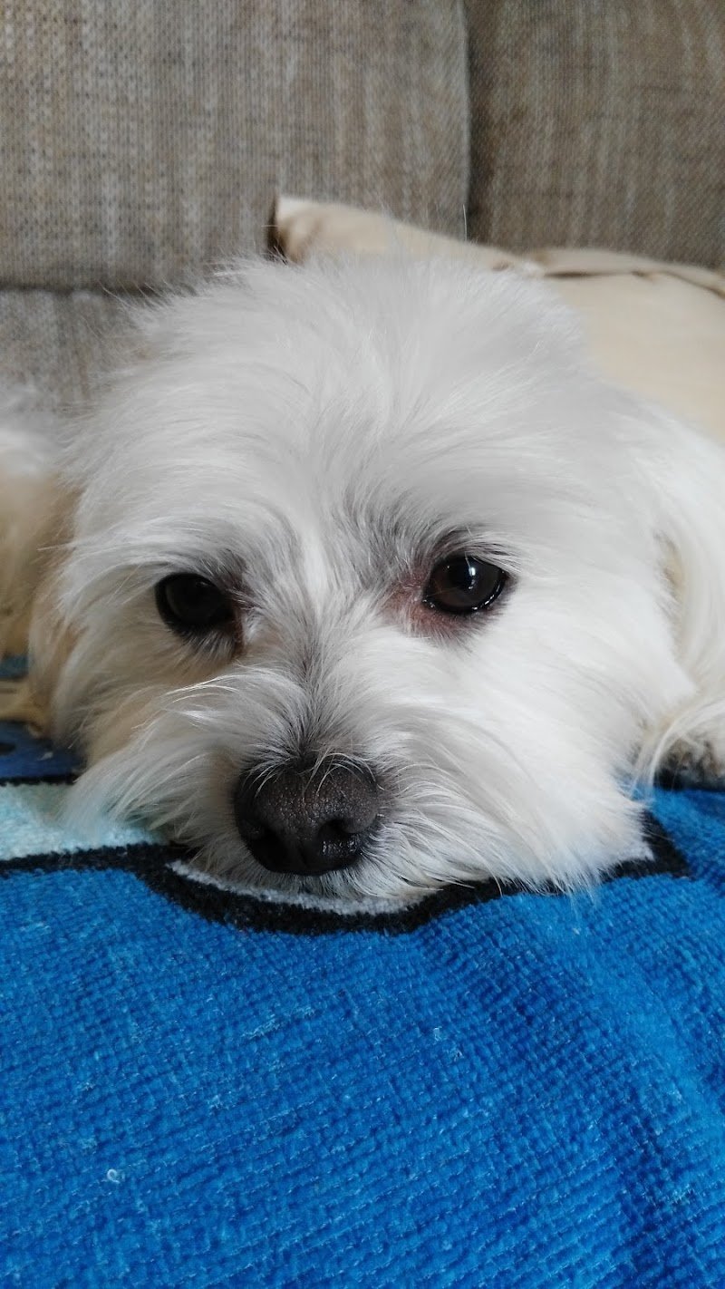 Il Pelucchio Toelette per cani e gatti - Foto 5