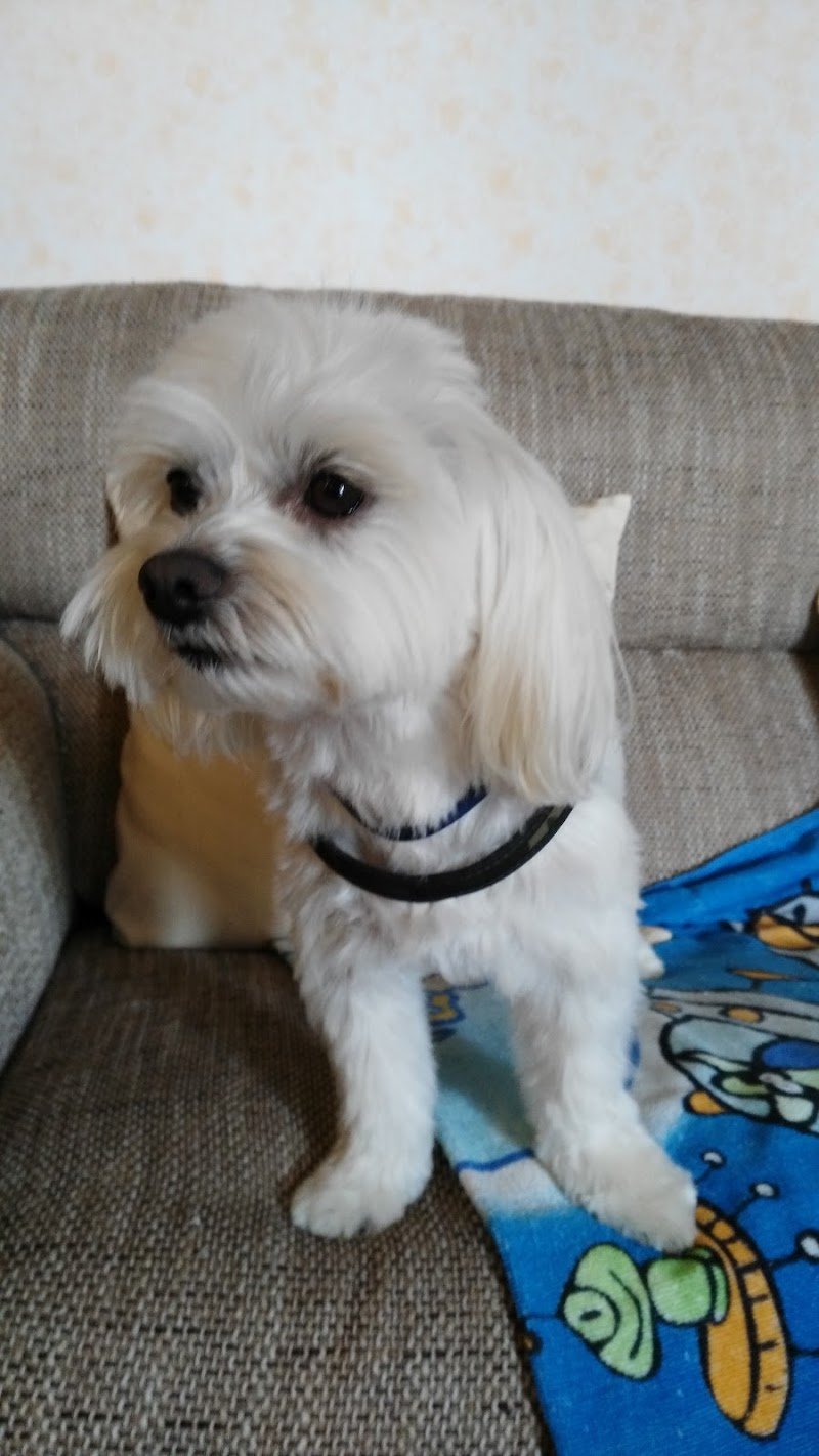 Il Pelucchio Toelette per cani e gatti - Foto 6