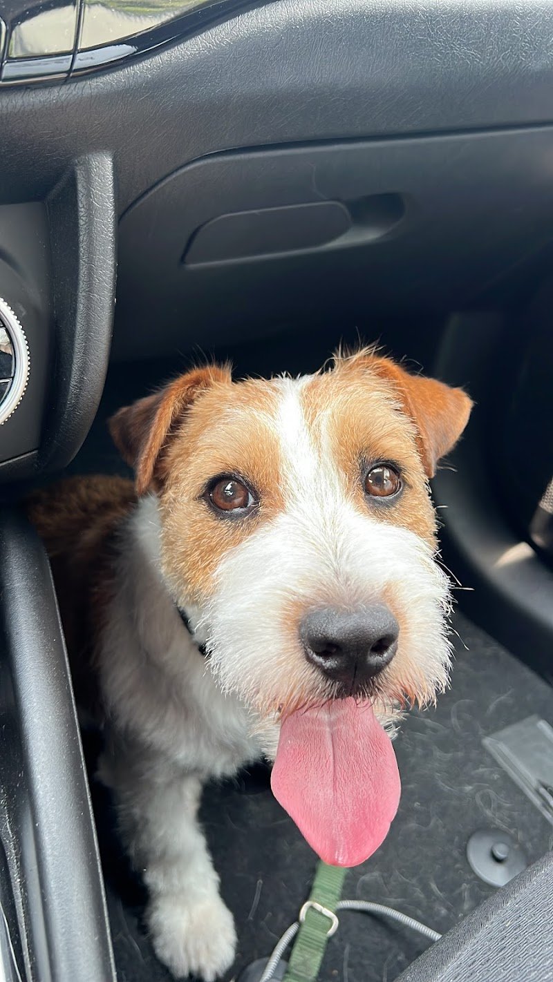 Il Pelucco Toelettatura - Foto 2