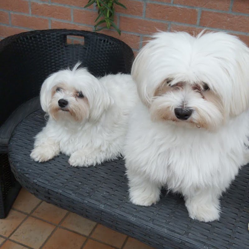 Il Pelucco Toelettatura - Foto 3