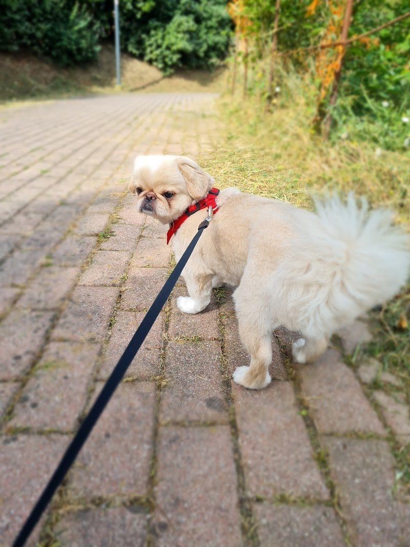 Il Pelucco Toelettatura - Foto 4