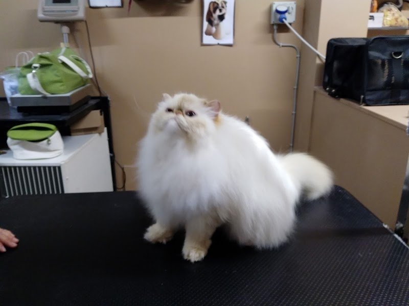 Il Persiano dal 1990 - Foto 1