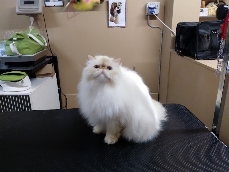 Il Persiano dal 1990 - Foto 2