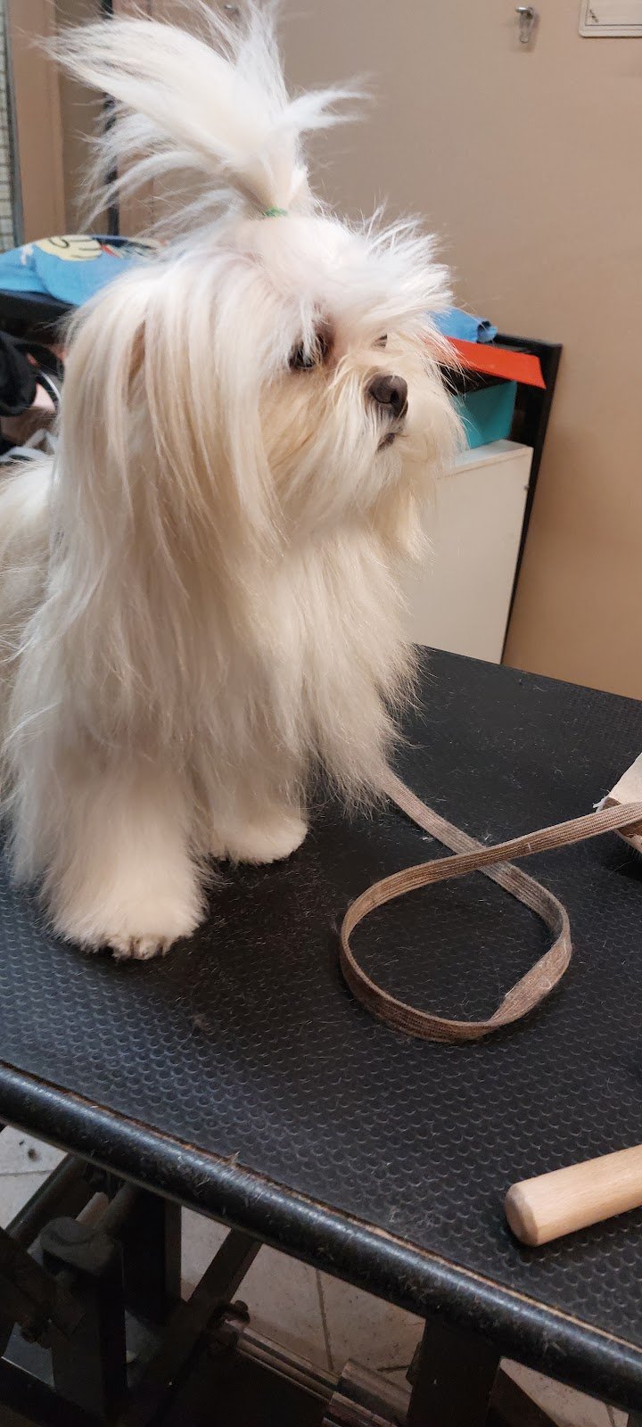 Il Persiano dal 1990 - Foto 3