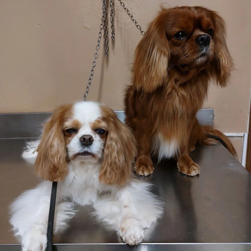 Il Persiano dal 1990 - Foto 4