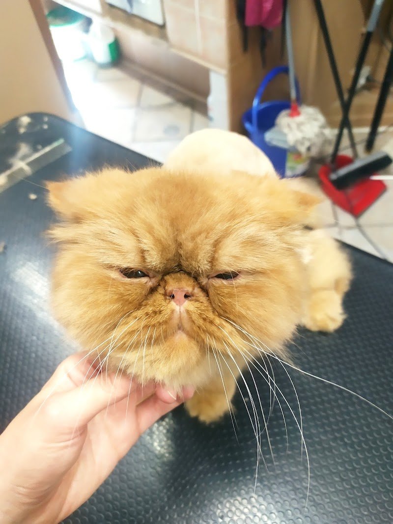 Il Persiano dal 1990 - Foto 6