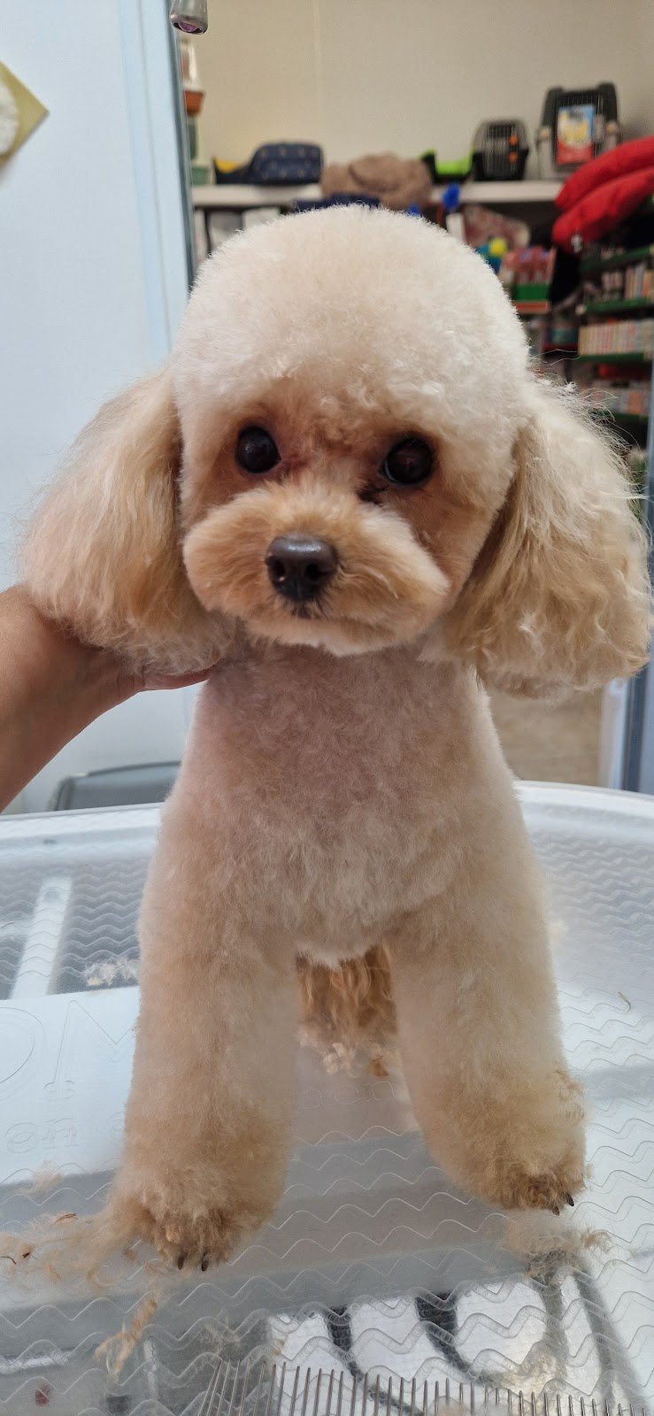 Il Persiano - Foto 1