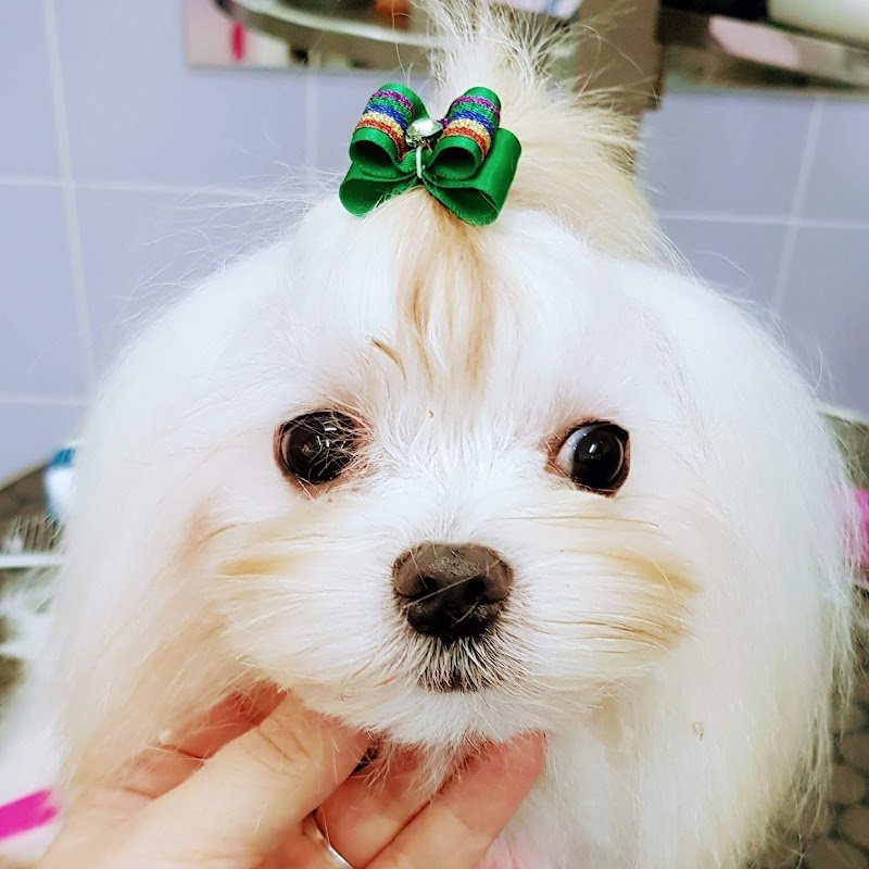 Il Persiano - Foto 4