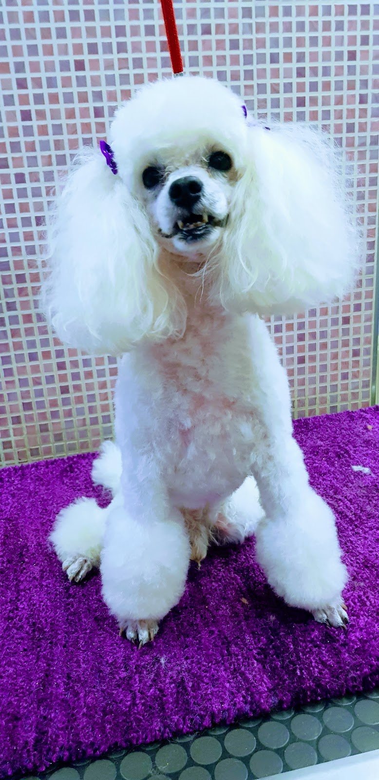 Il Persiano - Foto 5