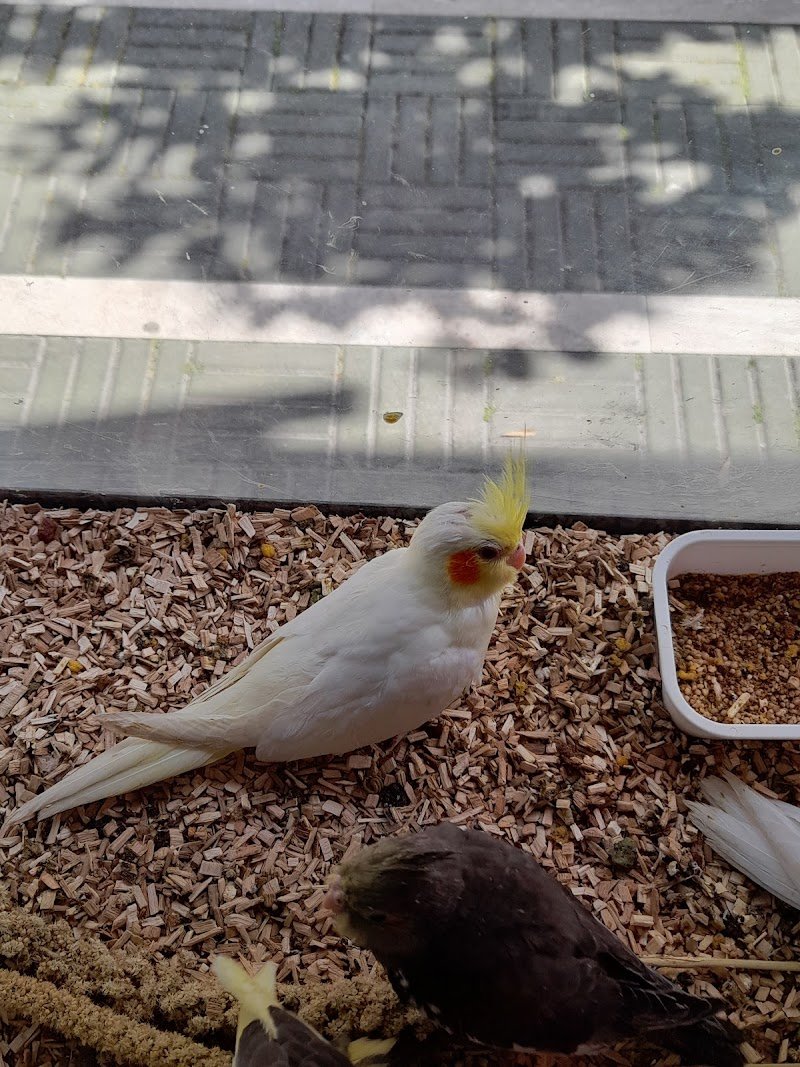 Il Regno Animale - Foto 6