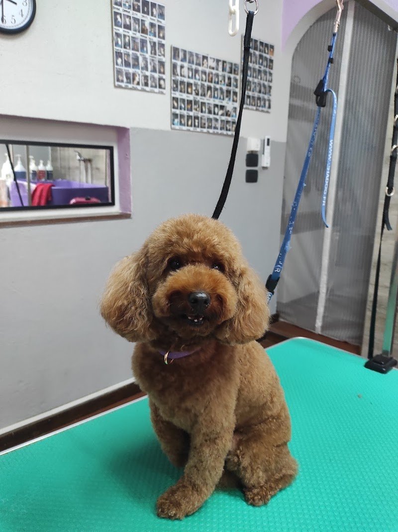 Il salone dei pelosetti - Foto 2