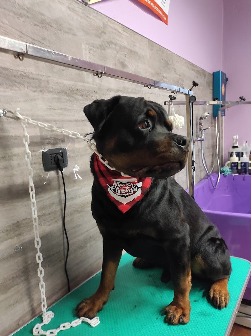 Il salone dei pelosetti - Foto 5