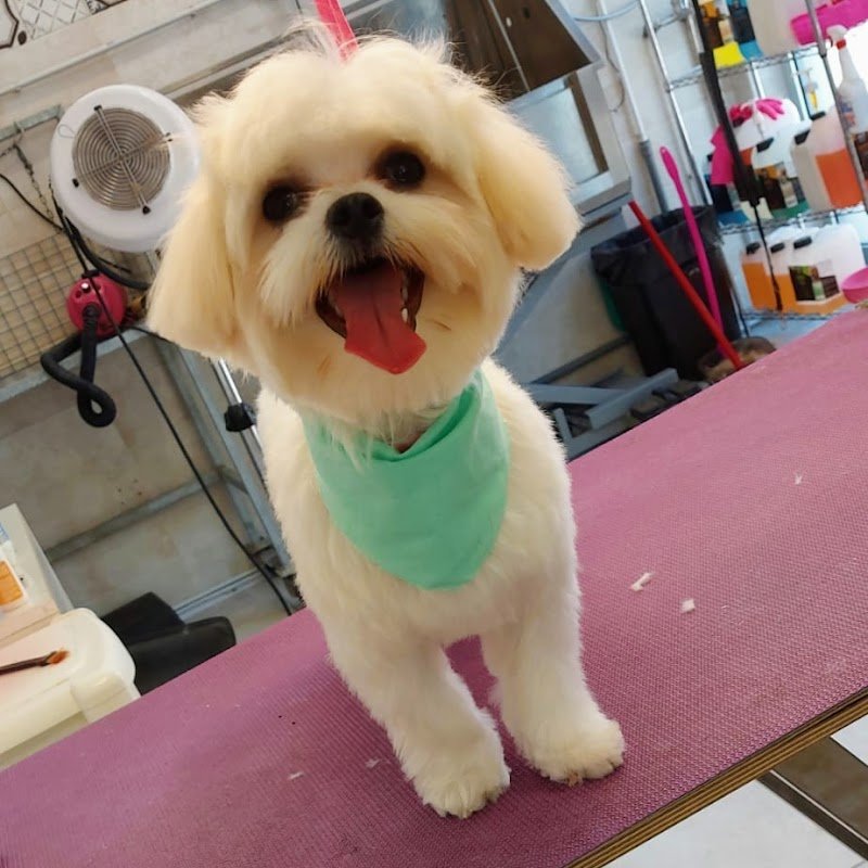 Il salone dei pelosi Ferrara - Foto 1