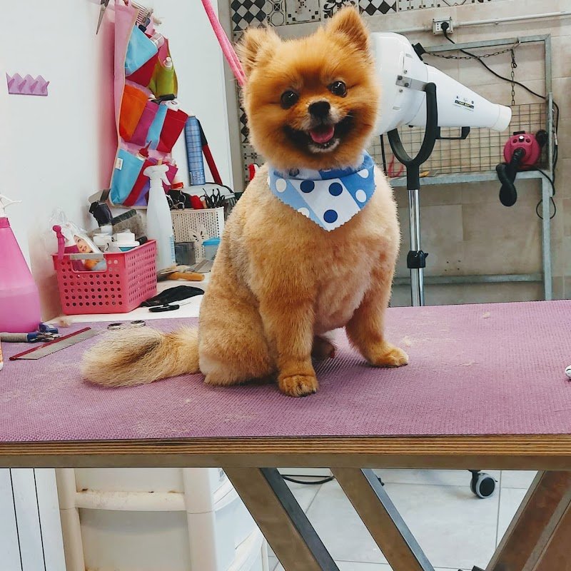 Il salone dei pelosi Ferrara - Foto 2