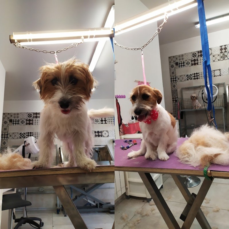 Il salone dei pelosi Ferrara - Foto 3