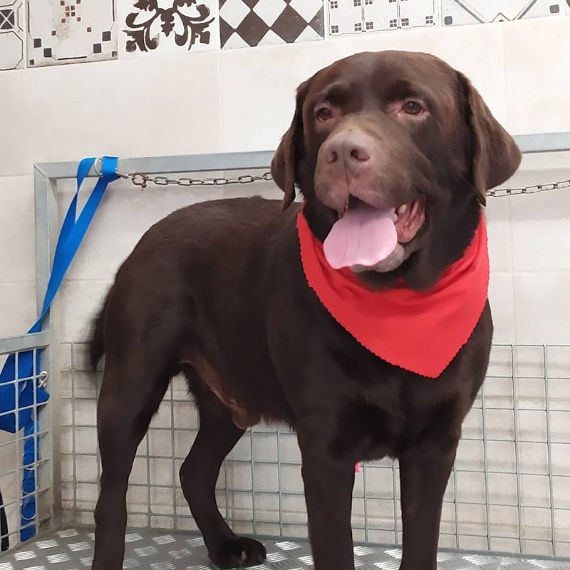 Il salone dei pelosi Ferrara - Foto 4