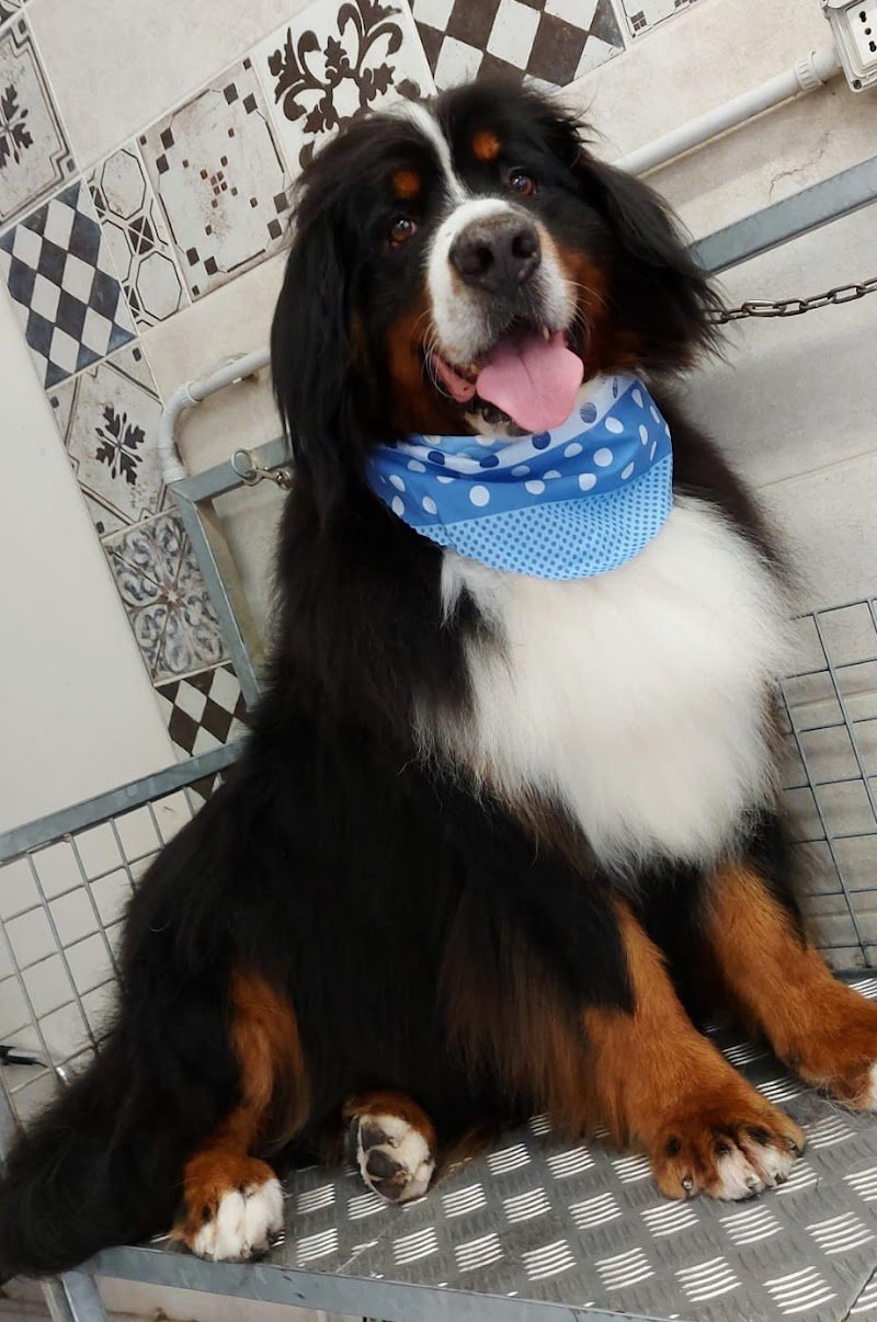 Il salone dei pelosi Ferrara - Foto 5