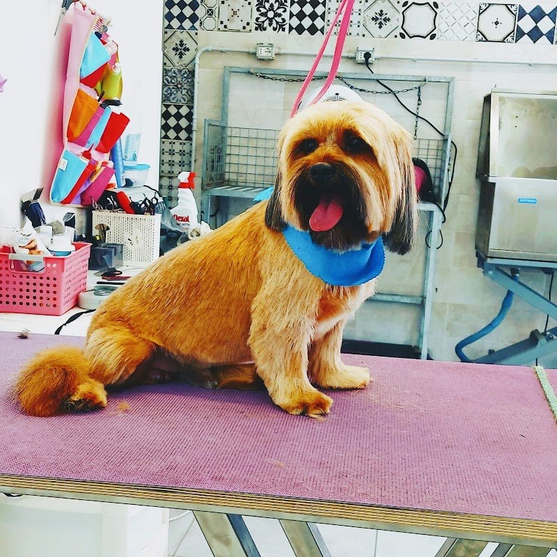 Il salone dei pelosi Ferrara - Foto 6