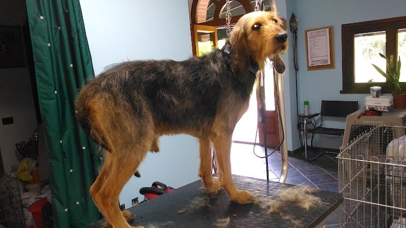 Il Salone di Winnie - Toelettatura Cani e Gatti - Foto 5