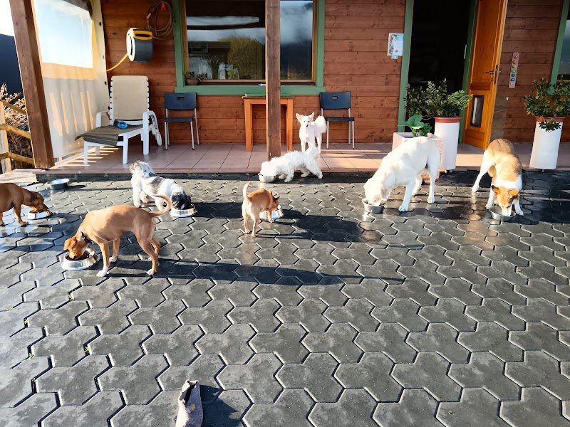 Il salotto degli Animali - Foto 3