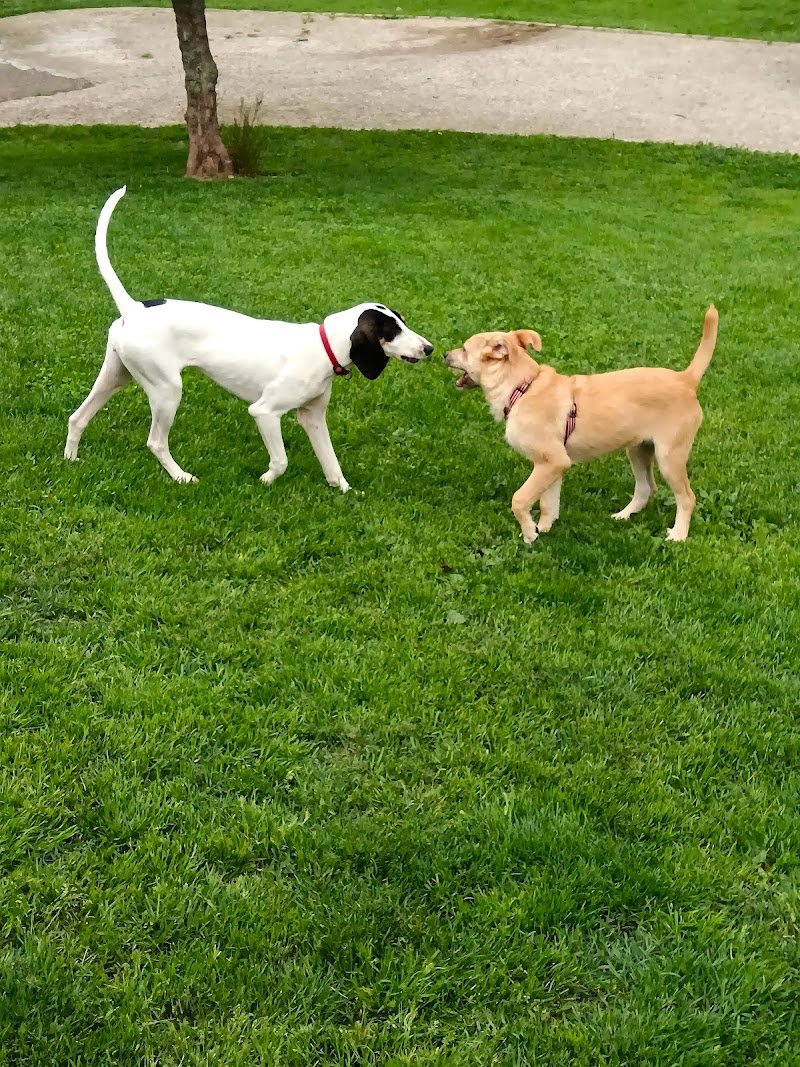 Il salotto degli Animali - Foto 4