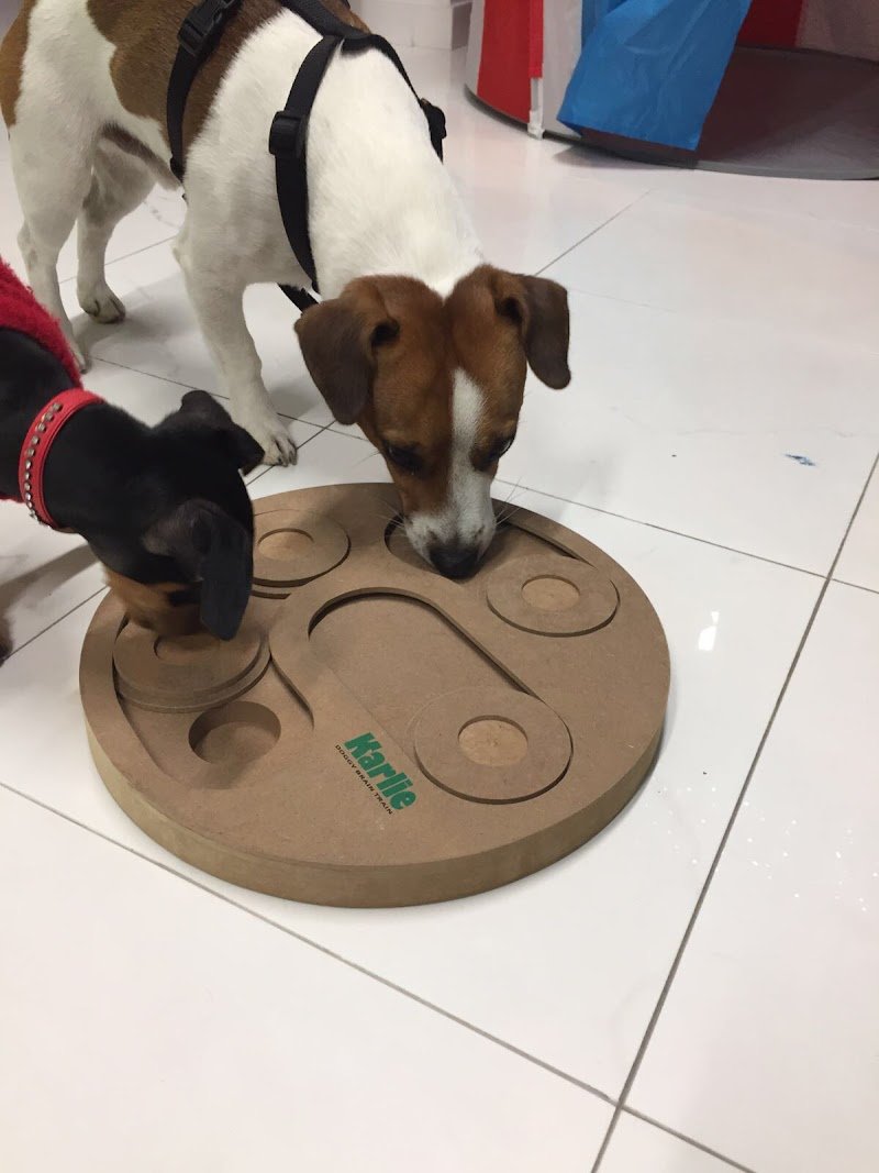 Il salotto dei Cani - Foto 4