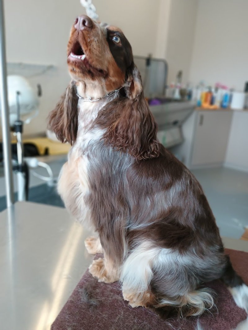 IL SALOTTO DEL CANE di Gottardo Annamaria - Foto 2