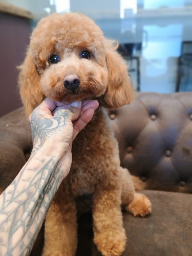 IL SALOTTO DEL CANE di Gottardo Annamaria - Foto 3