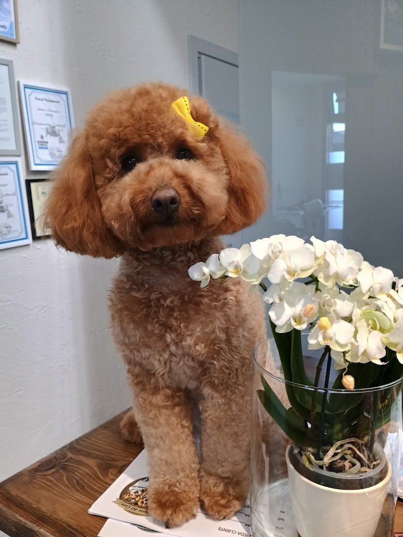 IL SALOTTO DEL CANE di Gottardo Annamaria - Foto 5