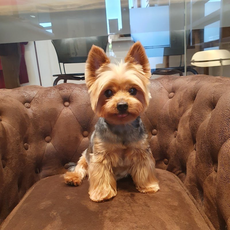 IL SALOTTO DEL CANE di Gottardo Annamaria - Foto 6