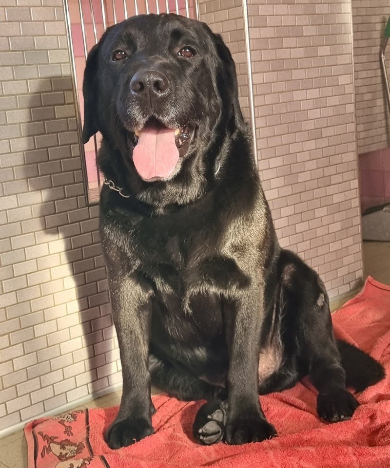 Il Salotto Di Pluto - Foto 5