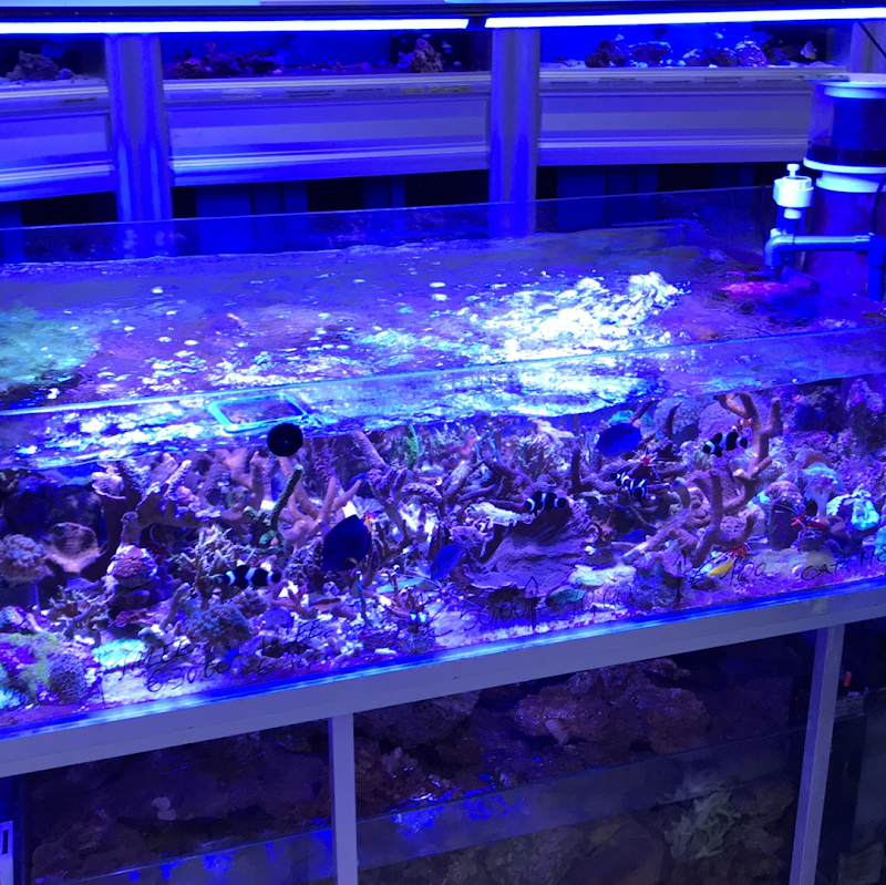 Il Tucano Pet - Foto 3