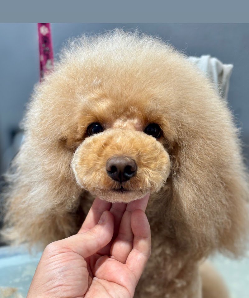 IM dog grooming & spa - Foto 1