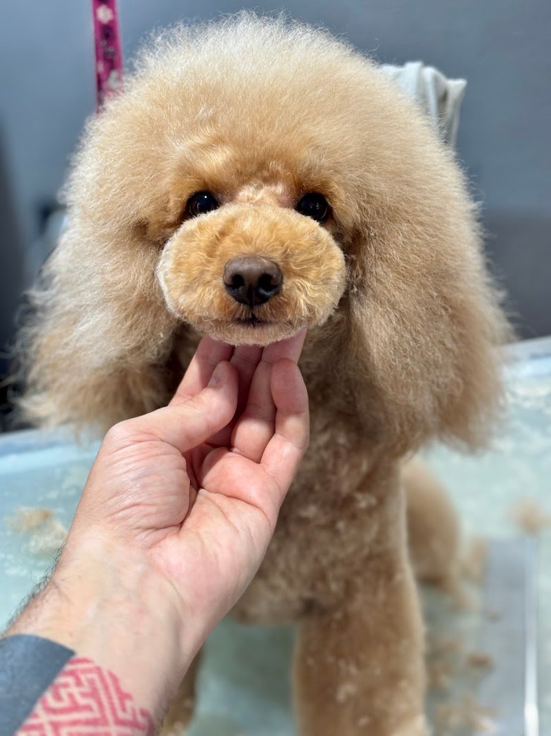 IM dog grooming & spa - Foto 2