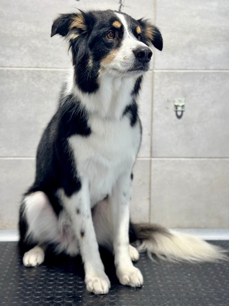 IM dog grooming & spa - Foto 4