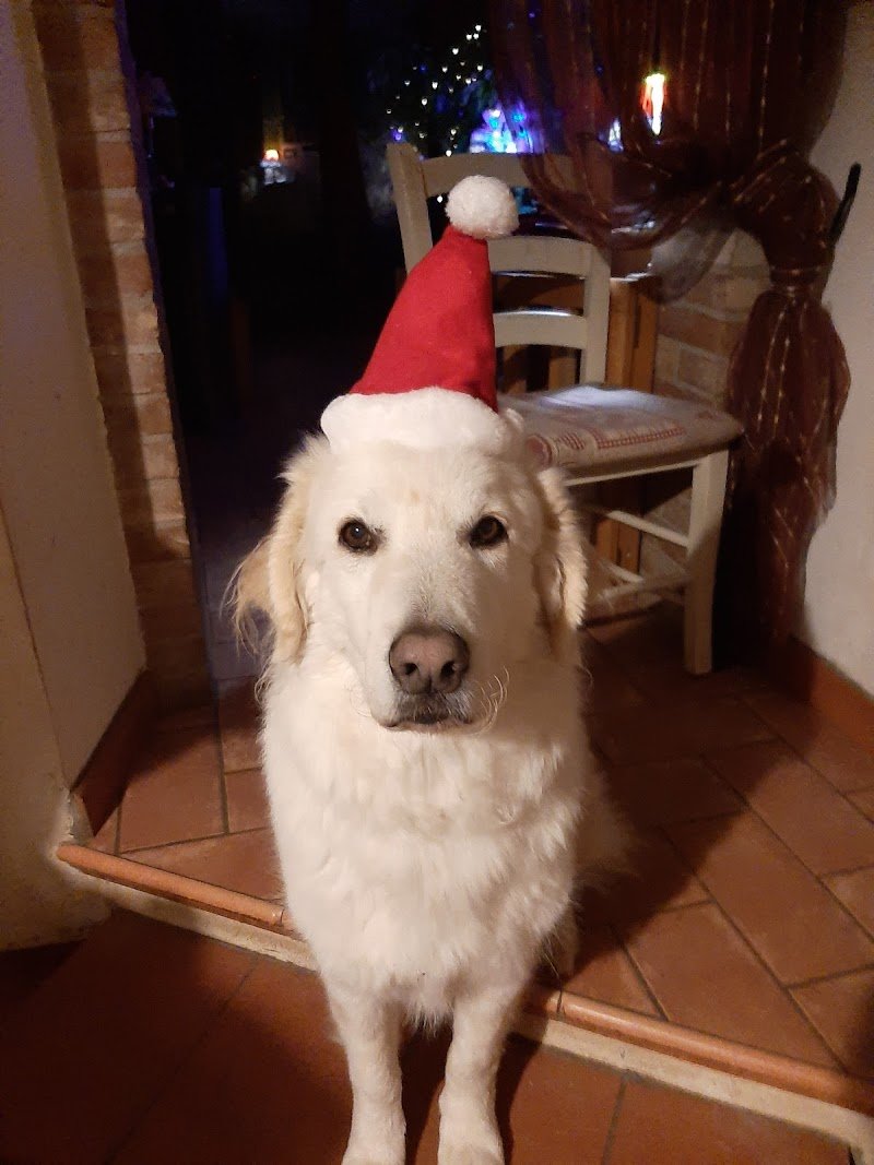 IM dog grooming & spa - Foto 5