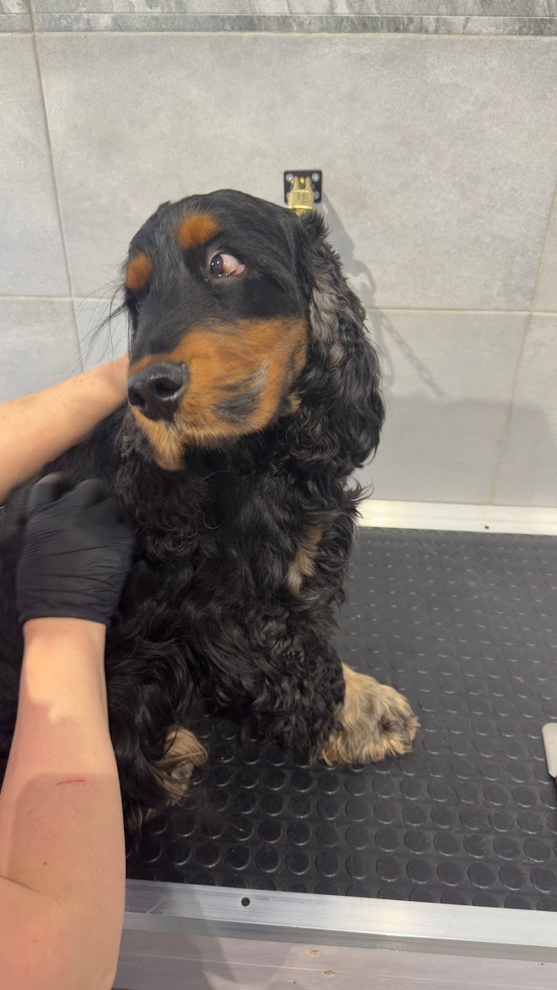 IM dog grooming & spa - Foto 6