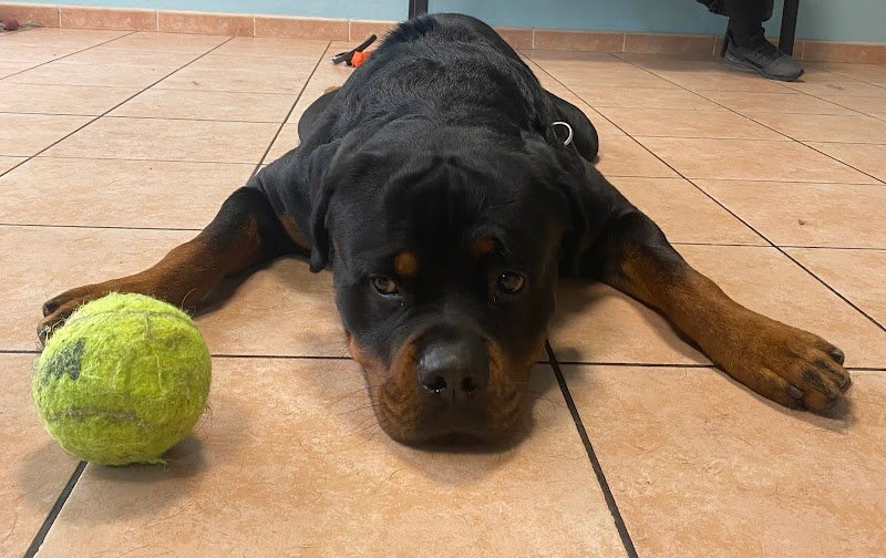 Impelami..su Toelettatura di Silvia e Cristian - Foto 1