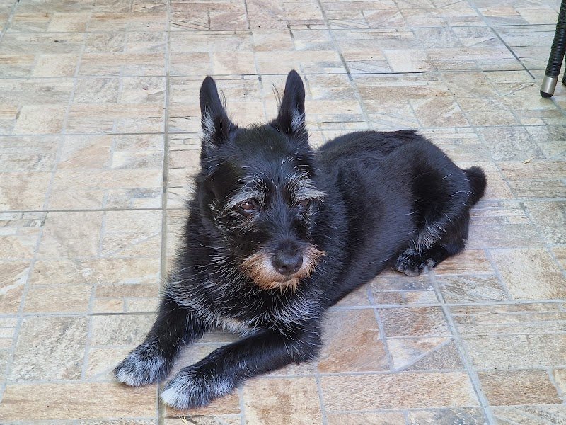 Impelami..su Toelettatura di Silvia e Cristian - Foto 2