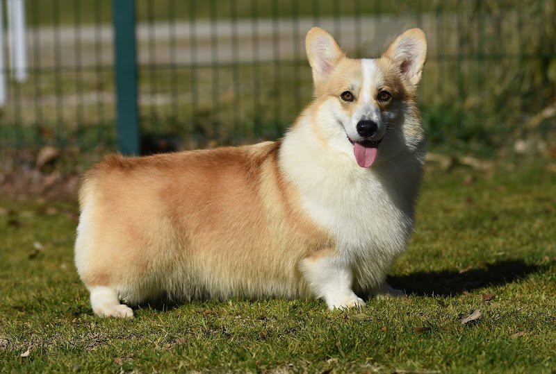 Impelami..su Toelettatura di Silvia e Cristian - Foto 4