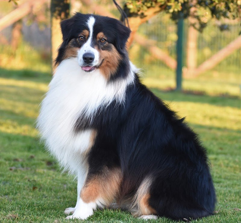 Impelami..su Toelettatura di Silvia e Cristian - Foto 5