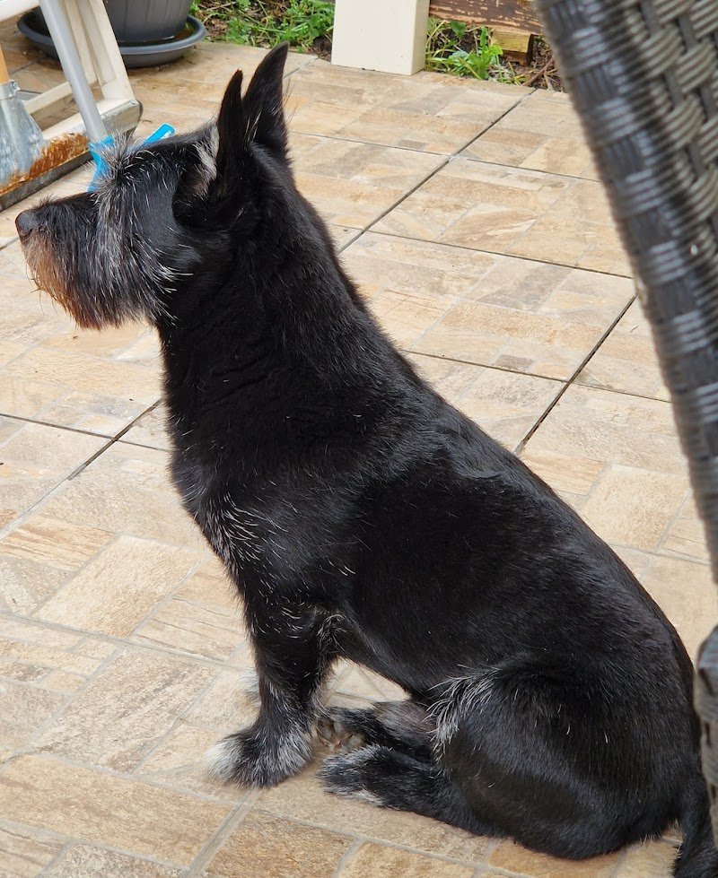 Impelami..su Toelettatura di Silvia e Cristian - Foto 6