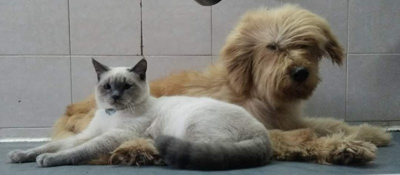 Imperial House di Claudia Conte - Foto 1