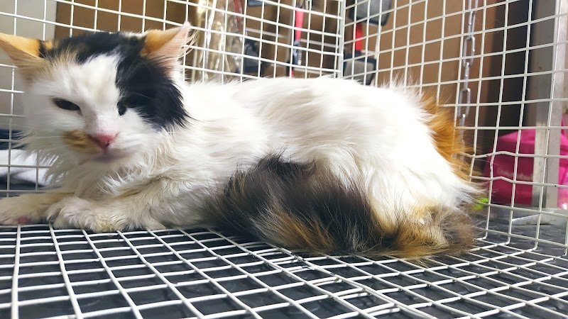 Imperial House di Claudia Conte - Foto 3