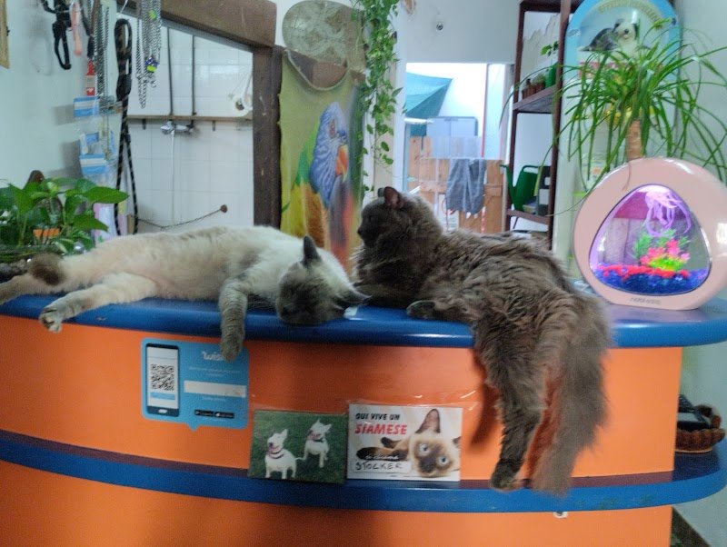 Imperial House di Claudia Conte - Foto 5