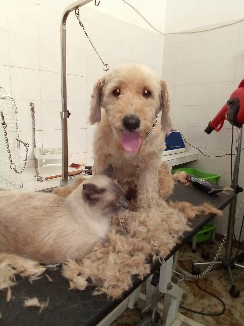 Imperial House di Claudia Conte - Foto 6