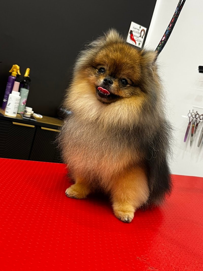 Imperial Pet Toelettatura & Spa - Foto 1