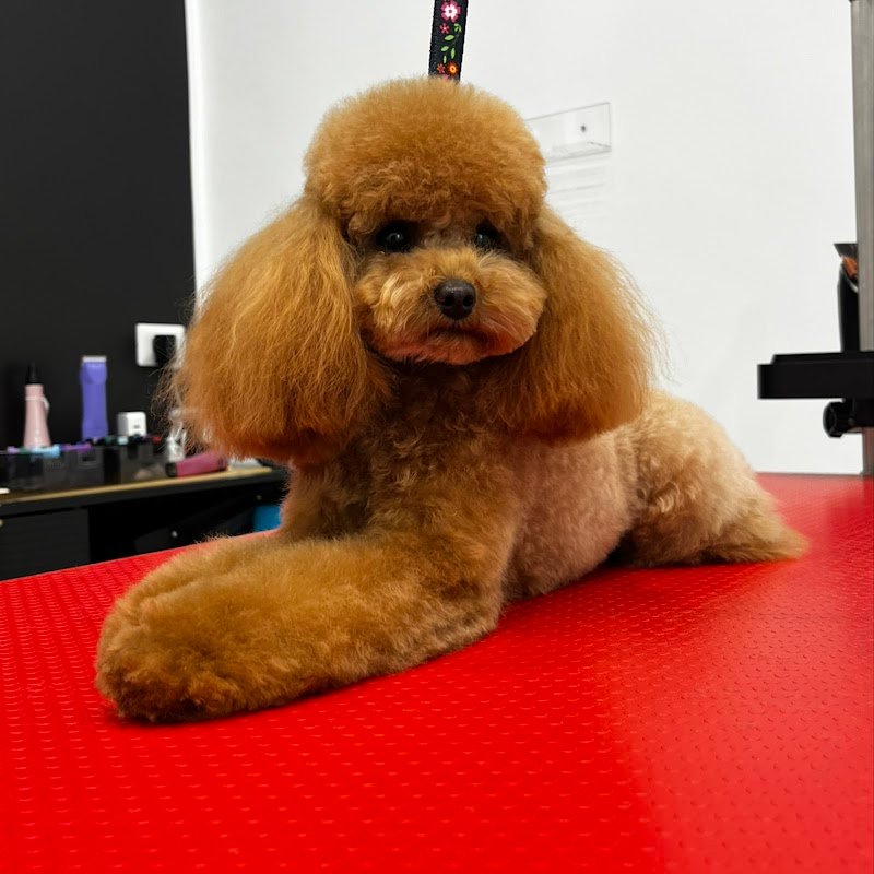 Imperial Pet Toelettatura & Spa - Foto 2