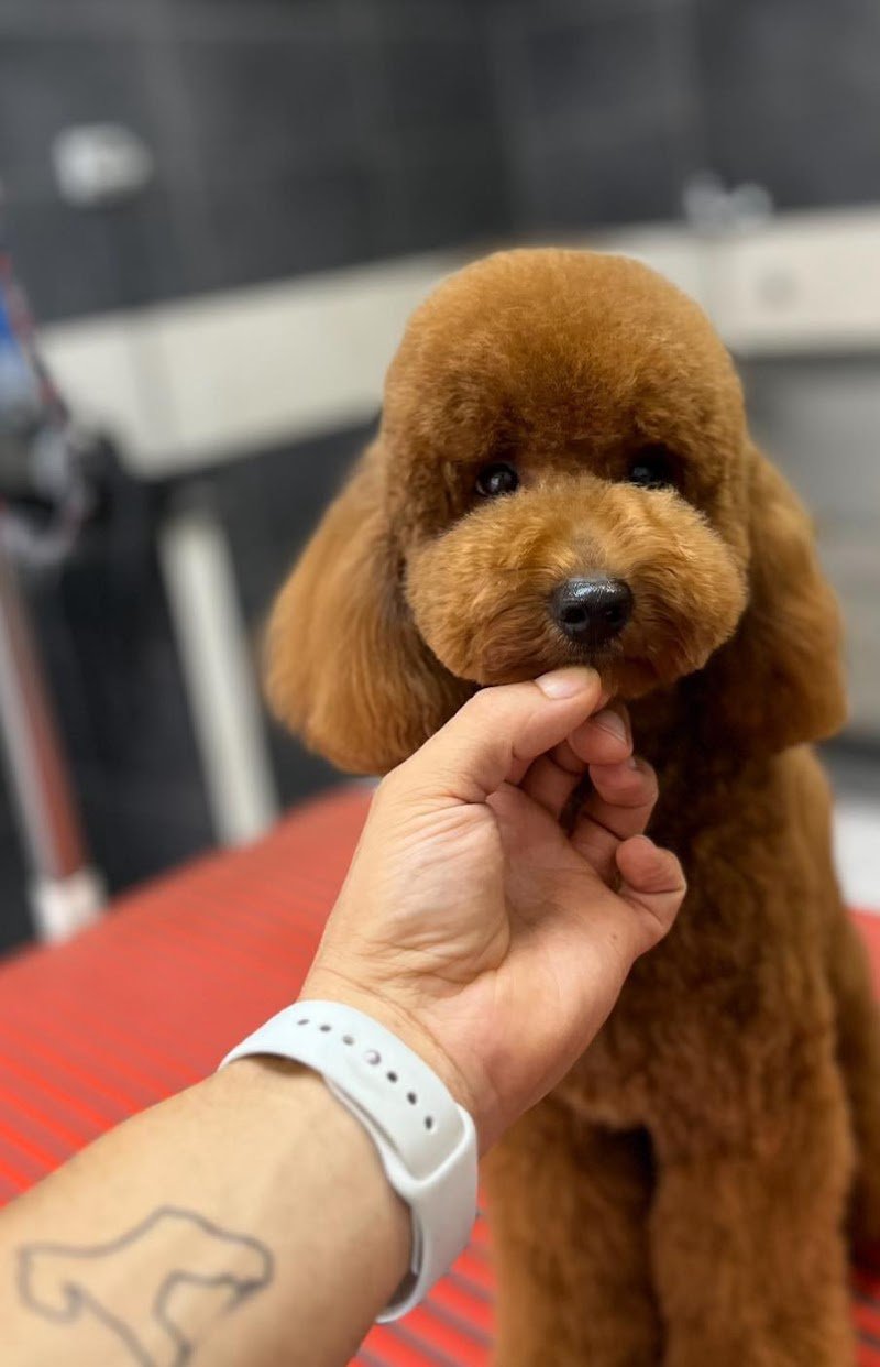 Imperial Pet Toelettatura & Spa - Foto 3